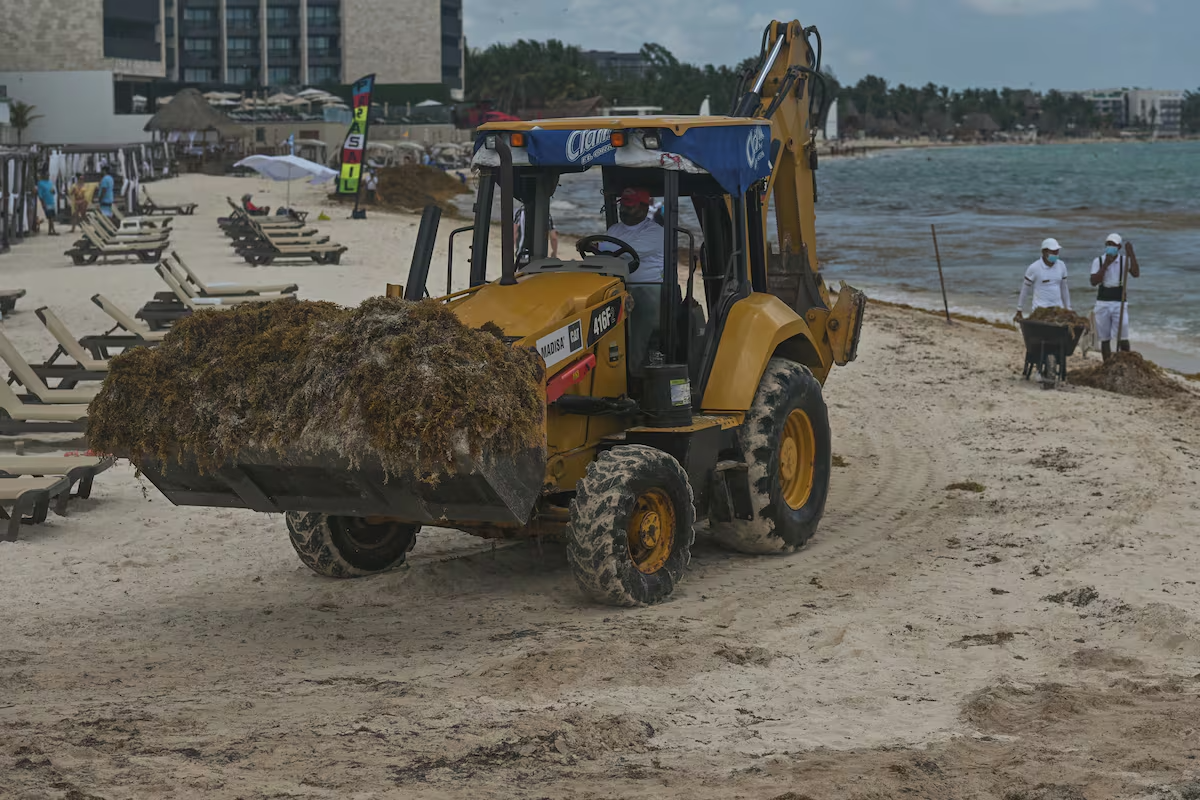 Retiro de Sargazo en playas o terrenos